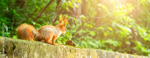 Panel kuchenny z motywem Red squirrel on stone wall facing bright sunny forest background. Warm summer morning sunlight and natural light photography concept.