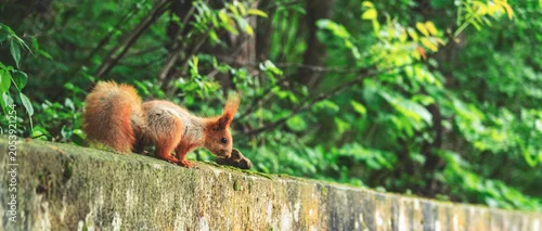 Panel kuchenny z motywem Fluffy red squirrel running along old mossy stone wall in forest. Urban wildlife integration and agile animal concept.