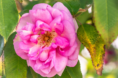 Primp piano di una rosa Bourbon in un giardino di primavera 