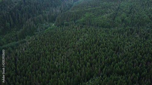 Aerial drone view of amazing green coniferous forest at summer evening time. Tree peaks stand out, pristine and beautiful untouched natural reserve. Concept wanderlust adventures and environment