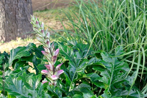 Bear's breeches [Acanthus] with a tall flowering spike.