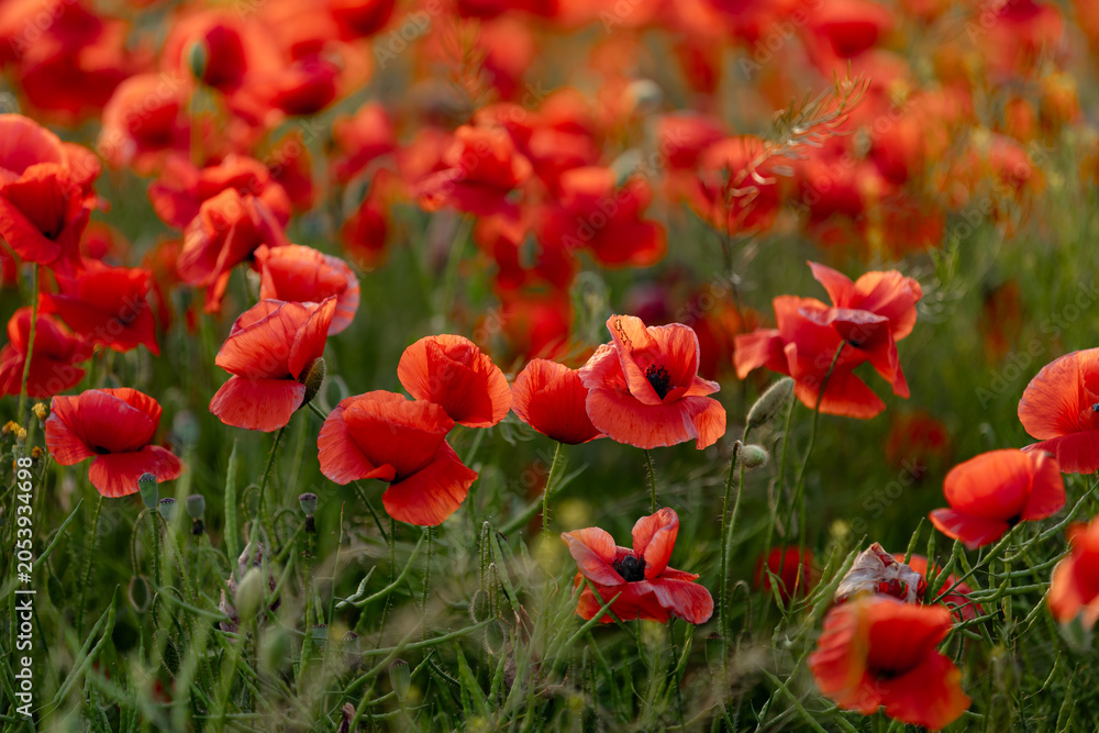 Obraz premium A beautiful summer day over a poppy field