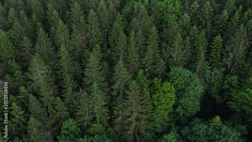 Aerial drone flies over green forest in sunrise or sunset light. Marvelous view, flying over woods in evening golden hour, cinematic mountains woodland. Branches and leaves move freely in wind
