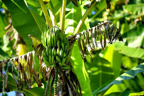 Canvastavla Manfaat pisang ijo (terutama yang merujuk pada buah pisang hijau mentah) sangat baik untuk pencernaan, mengontrol gula darah, dan membantu diet