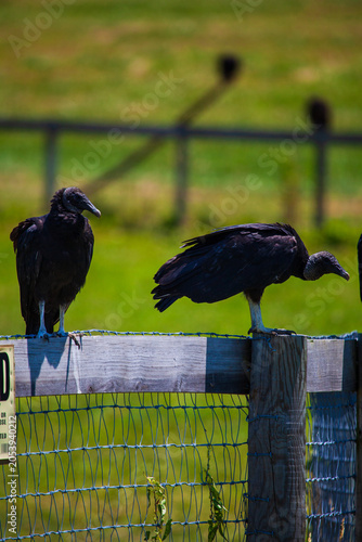 Two Black Vultures