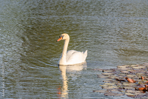 swan on the water