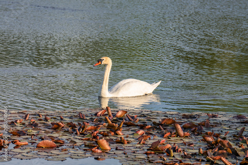 white swan on the lake