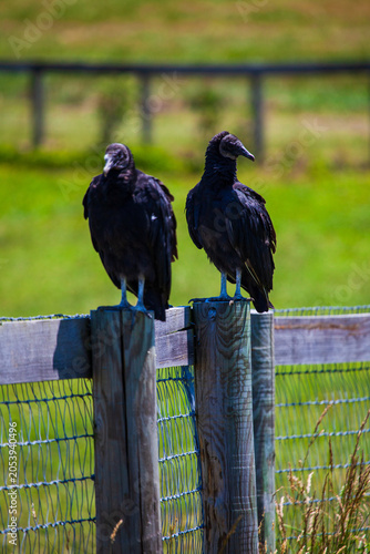 Two Black Vultures