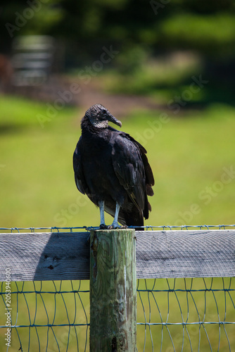 Black Vultures