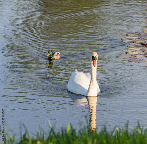 swan on the river