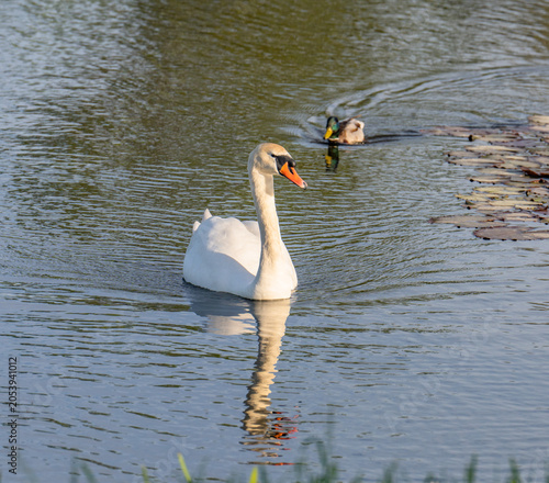 swan on the lake