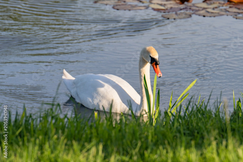 swan on the lake