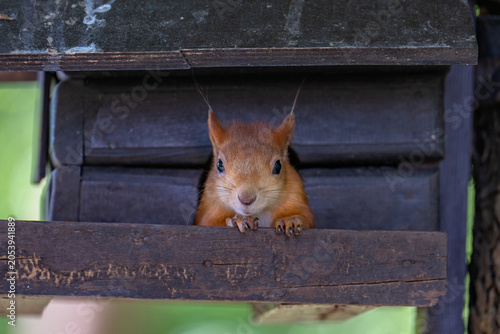 squirrel in the park