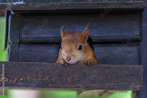 squirrel in a cage