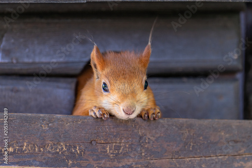 squirrel in the park
