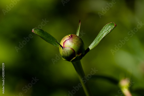 bud of a flower