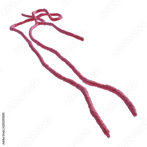 Ebola virus isolated transparent background photo realistic 3d rendering PNG 16 bit with alpha channel
