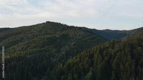 Aerial drone view of green spruce forest and amazing mountains during warm summer sunset. Big woods in great wild nature. Outdoor travel destination concept