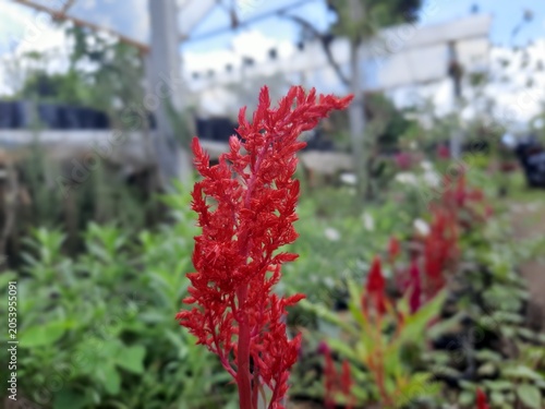 Fotografia Vibrant red plant stands tall in a garden