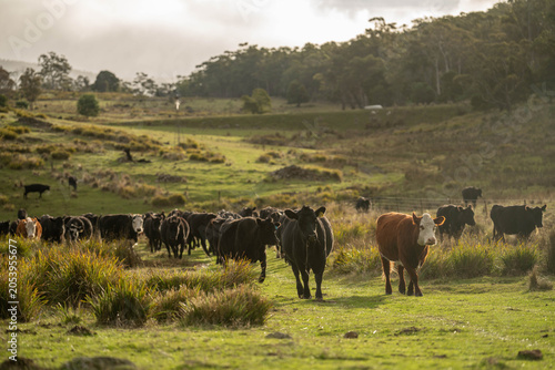 beautiful cattle in Australia  eating grass, grazing on pasture. Herd of cows free range beef being regenerative raised on an agricultural farm. Sustainable farming of food crops.