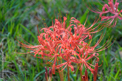 Tableau sur toile Red Spider Lily Lycoris Radiata Flower Blooming Beautifully in Green Field for J