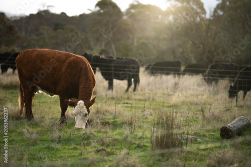 tasmanian Australian wagyu cows grazing in a field on pasture. close up of a black angus cow eating grass in a paddock in springtime in tasmania australia