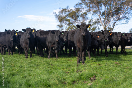 Portrait of Cows in a field grazing. Regenerative agriculture farm storing co2 in the soil with carbon sequestration