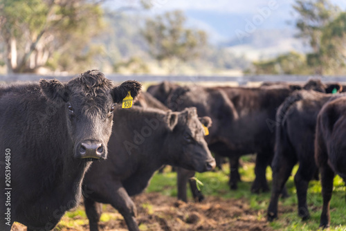 Принти на полотні stud wagyu cows and bull in a sustainable agriculture field in summer