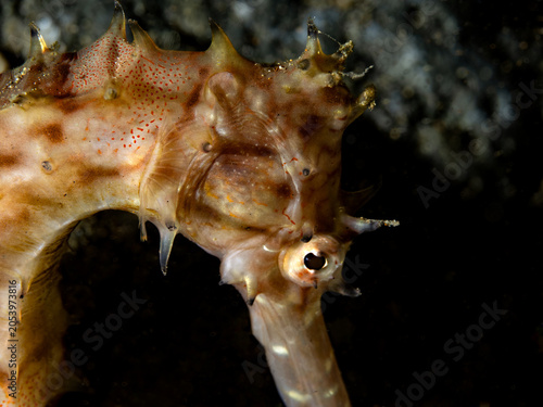 Foto Thorny seahorse (Hippocampus histrix)