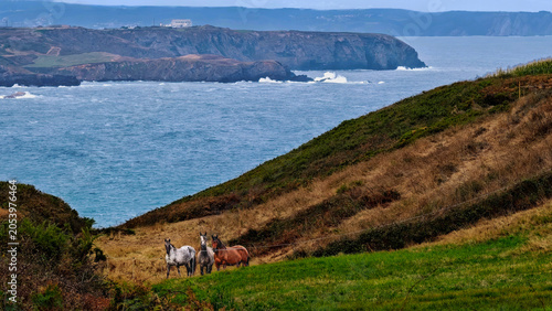 Fotografija A majestic 16:9 cinematic landscape of three free-range horses on a steep, layered green farmland overlooking the dramatic Atlantic Ocean capes and a distant town in Asturias