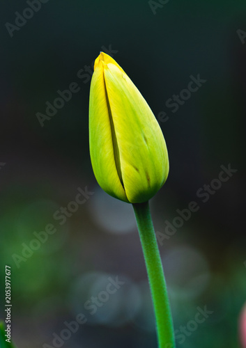 yellow tulip flower