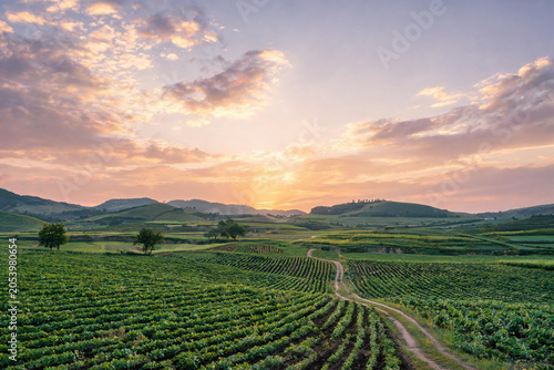 Sunset over Green Agricultural Fields with Rolling Hills and Dirt Path