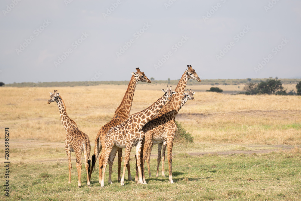 Fototapeta premium A small group of giraffes standing together in the wide open african savanna grasslands with wildlife