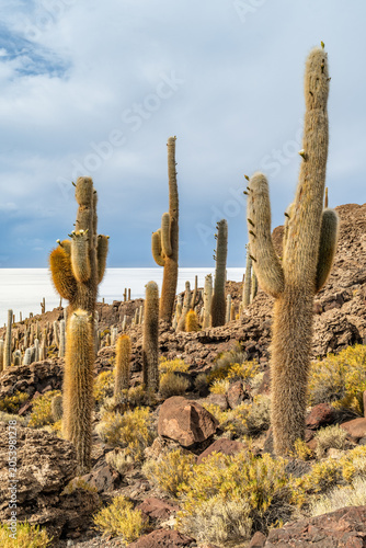 Salar de Uyuni salt plains with large cactuses of island Incahuasi at sunrise time, Andean Altiplano, Bolivia, South America.