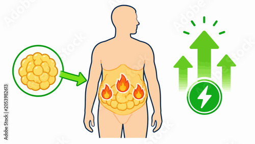 Illustration showing body's fat cells burning for energy with upward arrows indicating increased metabolism.