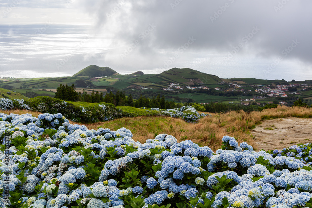 Naklejka premium Blue hydrangeas in bloom, Sete Cidades, San Miguel Island. View of the Atlantic Ocean and lush green landscape. Cloudy sky over the volcanic crater lake. Azores, Portugal.