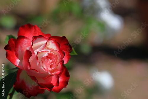 花の女王