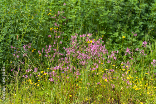 purple flowers in a field