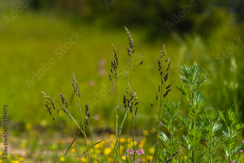 close up of grass in the wind