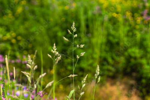 close up of grass in the wind