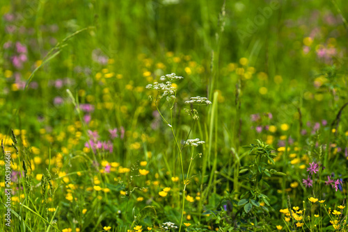 yellow flowers in the grass