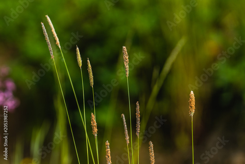 close up of grass in the wind