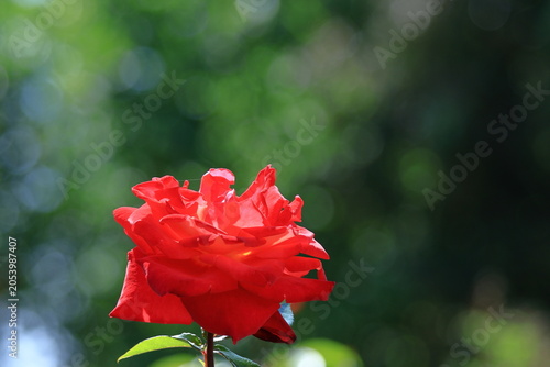 花の女王