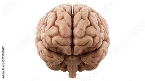 Anatomical model of human brain