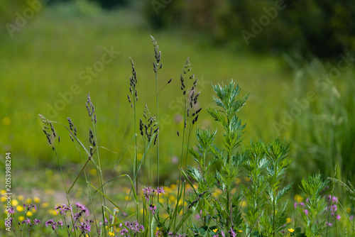 close up of grass in the wind