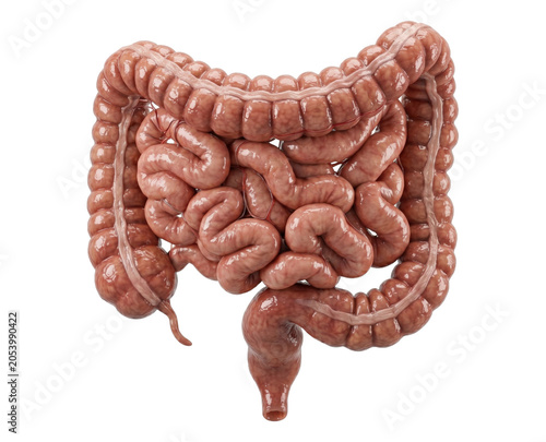 Anatomical model of human intestines
