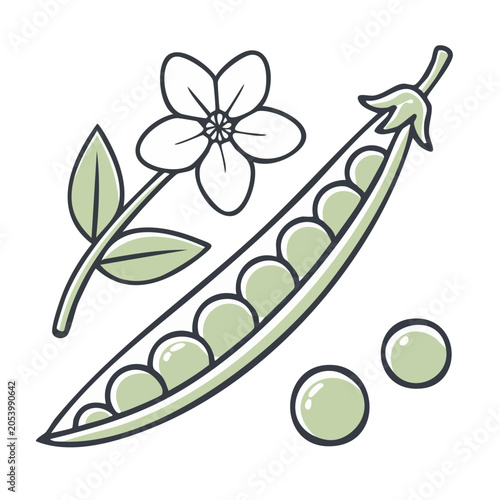 Hand Drawn Pea Pod and Flower Vector Illustration