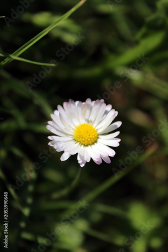 Isolated blooming white common daisy 