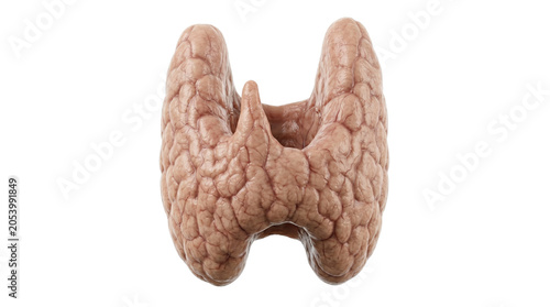 Anatomical model of human thyroid gland