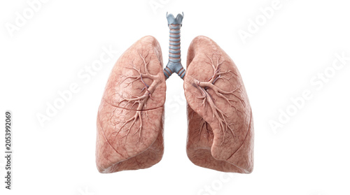 Anatomical model of human lungs